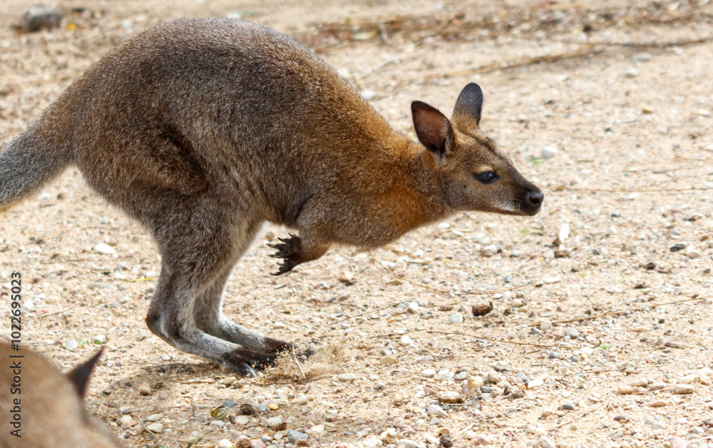 A kangaroo is jumping in the air A kangaroo is jumping in the air