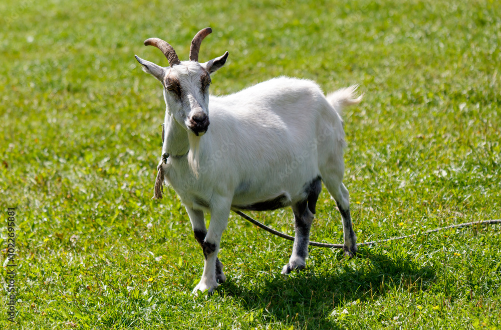 A white goat standing in a green field A white goat standing in a green field