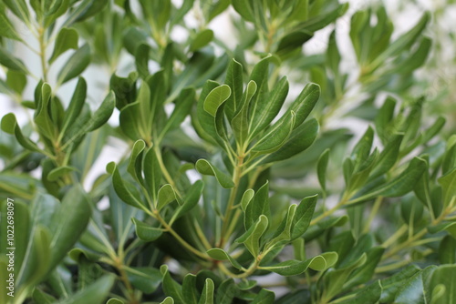 close up of a plant