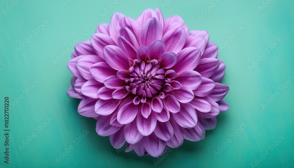Vibrant Lilac Dahlia in Full Bloom with Symmetrical Petals on a Calm Teal Background. Close-Up Botanical Delight Capturing Natural Beauty and Elegance in Bold Colors Vibrant Lilac Dahlia in Full Bloom with Symmetrical Petals on a Calm Teal Background. Close-Up Botanical Delight Capturing Natural Beauty and Elegance in Bold Colors
