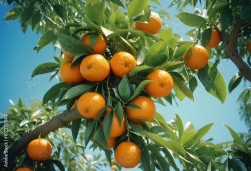 Orange tree branches with juicy fruits