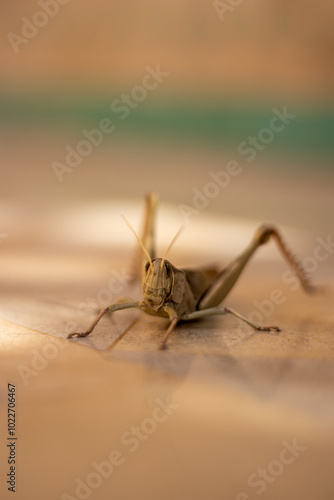 Cricket insect (suborder Caelifera) looking at the camera with short focal length photo