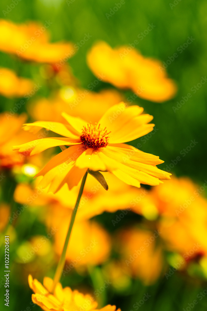 Yellow coreopsis basalis flowers blossom in bright sunlight in early summer Yellow coreopsis basalis flowers blossom in bright sunlight in early summer