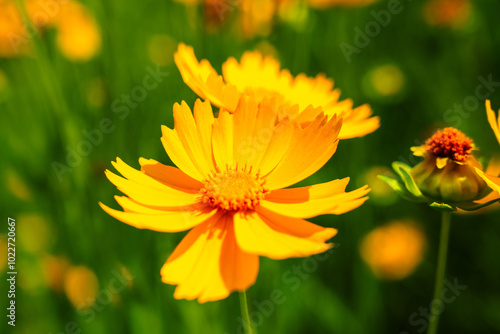 Yellow coreopsis basalis flowers blossom in bright sunlight in early summer photo