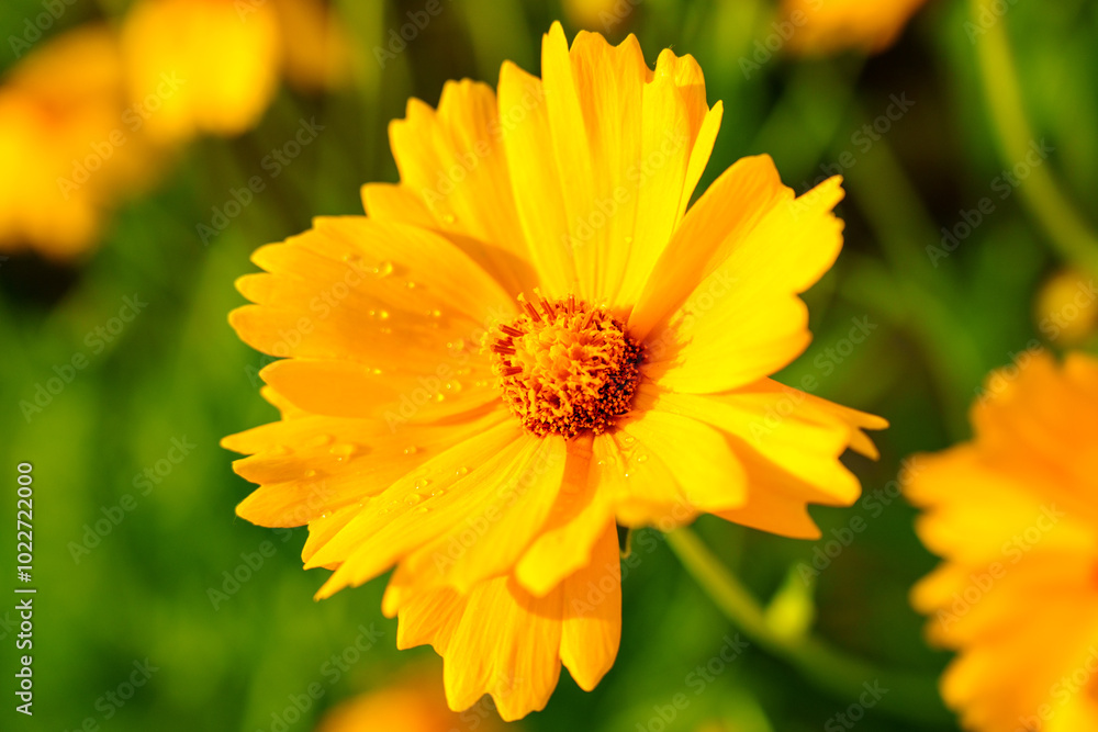 Yellow coreopsis basalis flowers blossom in bright sunlight in early summer Yellow coreopsis basalis flowers blossom in bright sunlight in early summer