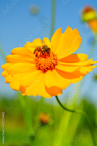 Honey bee on yellow coreopsis basalis flower in bright sunlight under clear blue sky photo