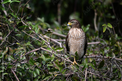 Roadside Hawk Standing Among Branches and Green Foliage photo