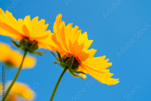 Yellow coreopsis basalis flower blossoms in bright sunlight under clear blue sky photo