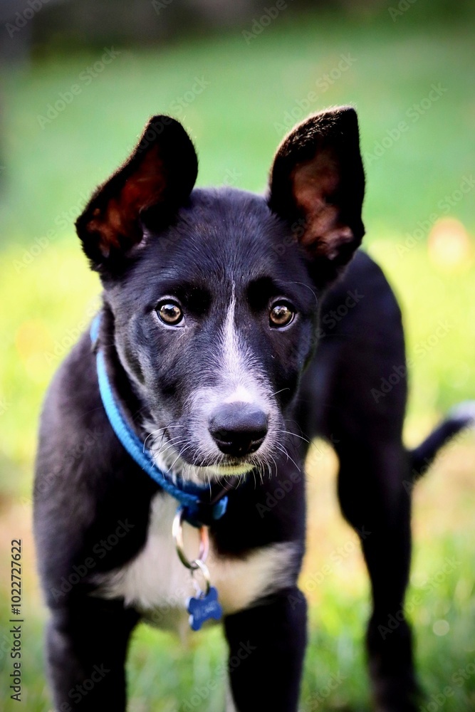 Smooth Coated Border Collie Puppy Smooth Coated Border Collie Puppy