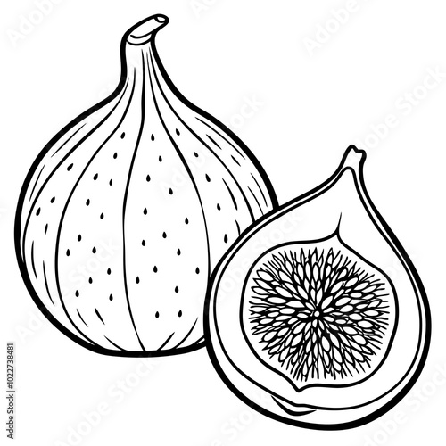 Fresh fig Fruit and slice line art vector illustration