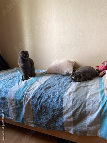 Curious cat sits alertly on a cozy bed, while another feline rests peacefully nearby, embodying serenity and companionship in a domestic setting. Contrasting postures highlight the playful yet calm