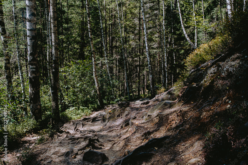 Exploring a rugged forest trail surrounded by tall trees and lush greenery on a sunny day Exploring a rugged forest trail surrounded by tall trees and lush greenery on a sunny day