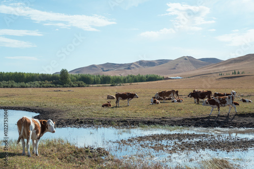 The Cattle on the Prairie