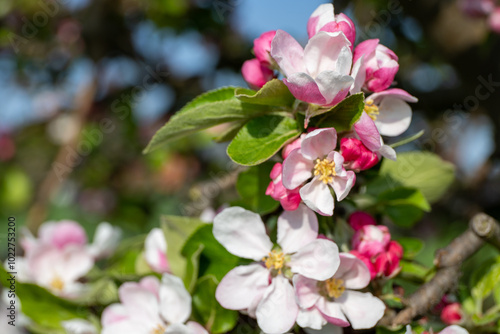 Close-up of wild apple blossom in spring