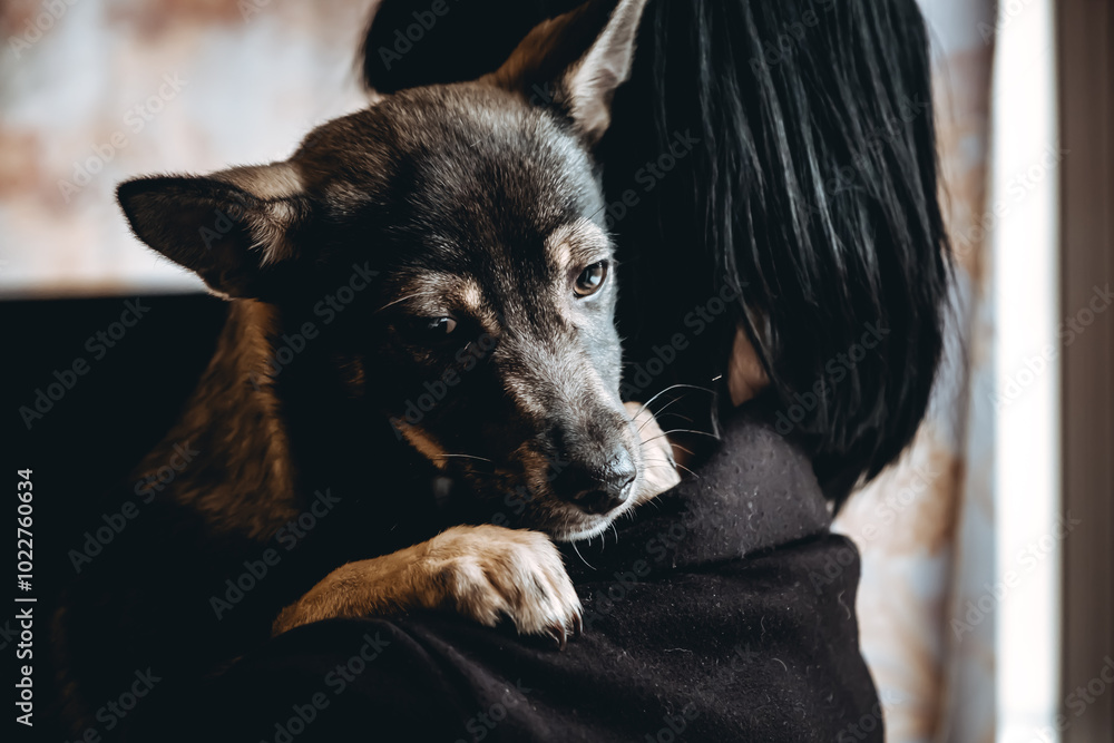 Obraz premium A person holds in his arm a lonely dog with sad look. An abandoned homeless animal in the volunteer helping hands. Grief view. Funeral sorrow. Loneliness concept. Unhappy lost pet waiting died owner