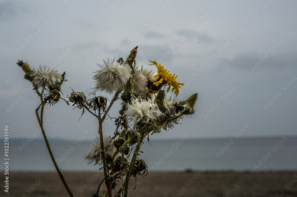 horrific thistle with inflorescences and thorns against a blurred background