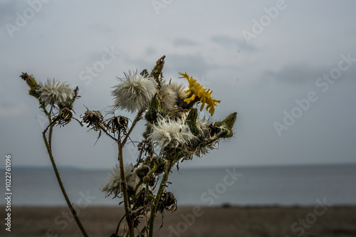 Obraz na płótnie horrific thistle with inflorescences and thorns against a blurred background w salonie