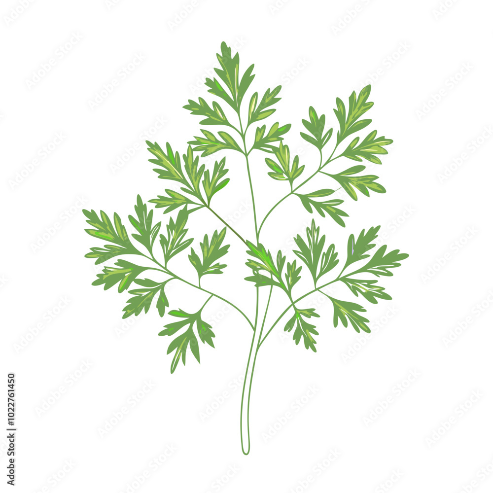 Colorful herb illustration chervil with blob style on transparent background Colorful herb illustration chervil with blob style on transparent background