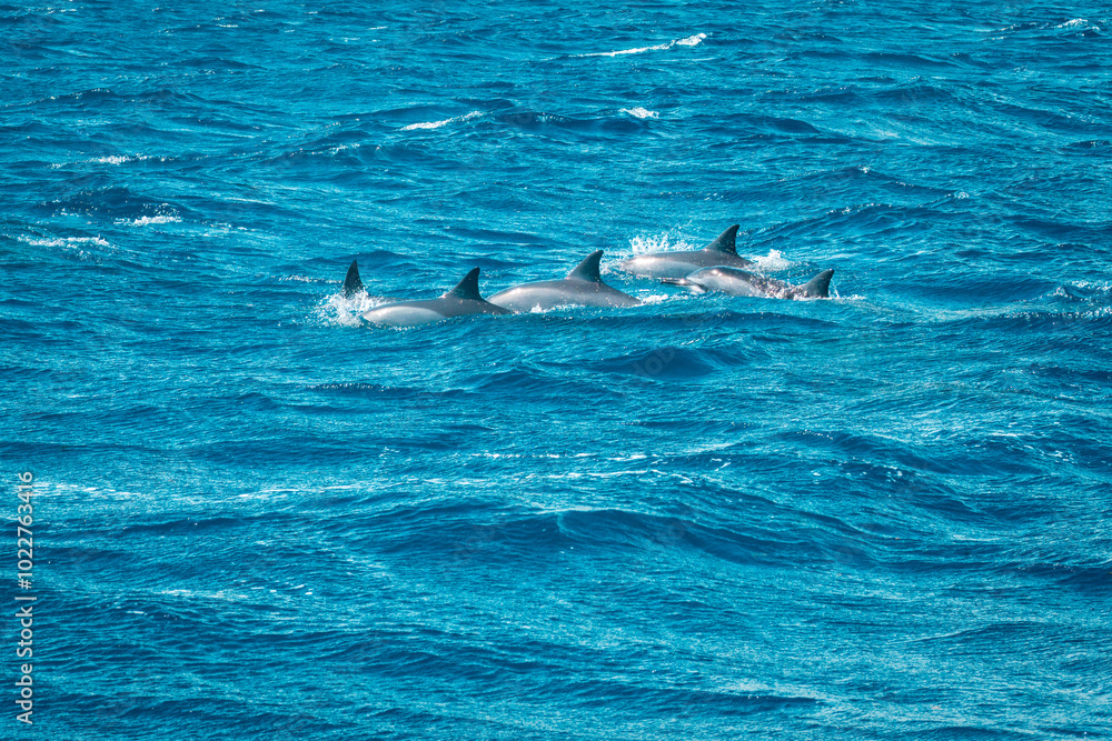 Obraz premium Beautiful view of several spinner dolphins (Stenella longirostris) breaking the water surface showing their dorsal fin off the coast of Mauritius