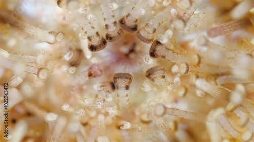 Oral side sea urchin strongylocentrotus pallidus under a microscope, phylum Echinodermata. Ambulacral legs and pedicellariae are visible, which perform function of protection from enemies and cleaning photo