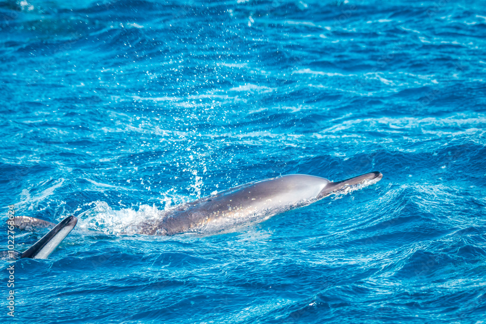 Obraz premium Beautiful view of two spinner dolphins (Stenella longirostris) breaking the water surface off the coast of Mauritius