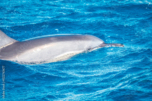 Beautiful view of a spinner dolphin (Stenella longirostris) breaking the water surface off the coast of Mauritius