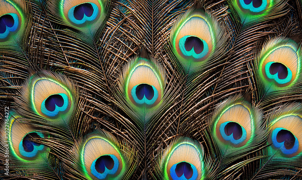 Fototapeta premium Feather background, peacock theme