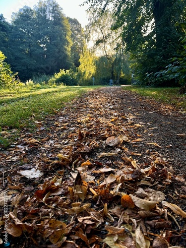 Autumn leaves scattered along a forest path during golden hour. Sunlight filters through the trees, casting a warm glow over the tranquil nature scene