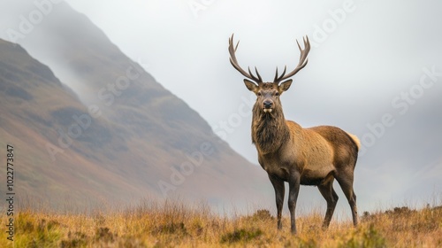 A majestic red deer stag stands in a misty mountain landscape.