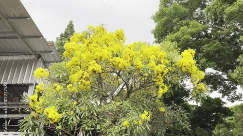 a tree with dense yellow flowers in bloom with the camera positioned from below