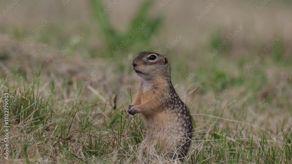 Speckled ground squirrel animal stands on its hind legs Speckled ground squirrel animal stands on its hind legs