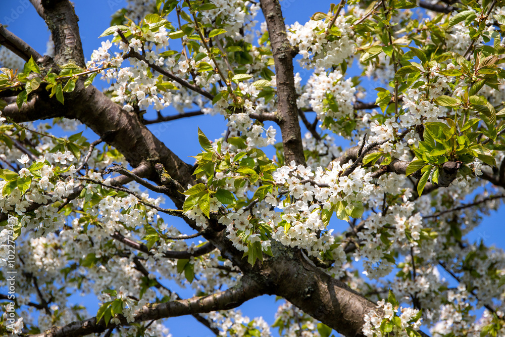Fototapeta premium White apple blossoms on the apple tree in spring