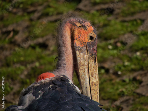 giant exotic african bird, marabou stork photo