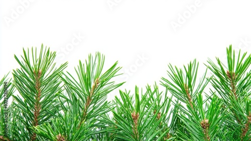 The Fresh Pine Needle Arrangement