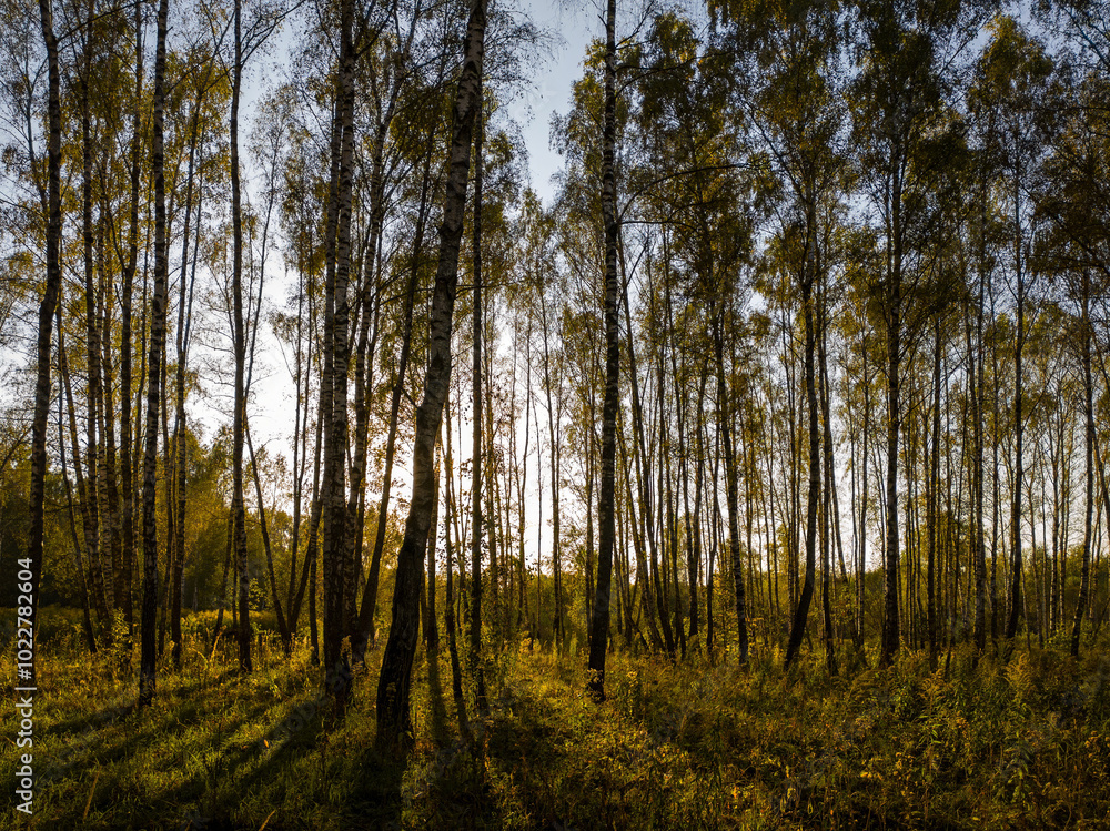 Obraz premium Birch grove with golden leaves in golden autumn, illuminated by the sun at sunset or dawn.