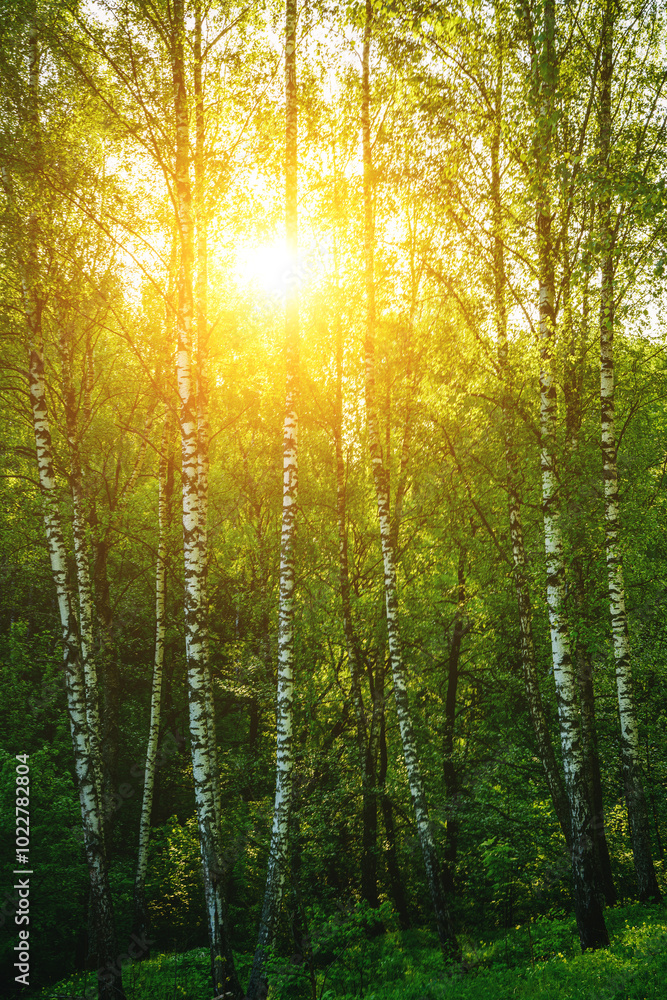 Obraz premium Grove of birches with young green leaves at sunset or sunrise in spring or summer. Vintage film aesthetic.
