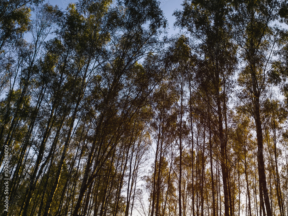 Obraz premium Birch grove with golden leaves in golden autumn, illuminated by the sun at sunset or dawn. Aesthetics of vintage film.