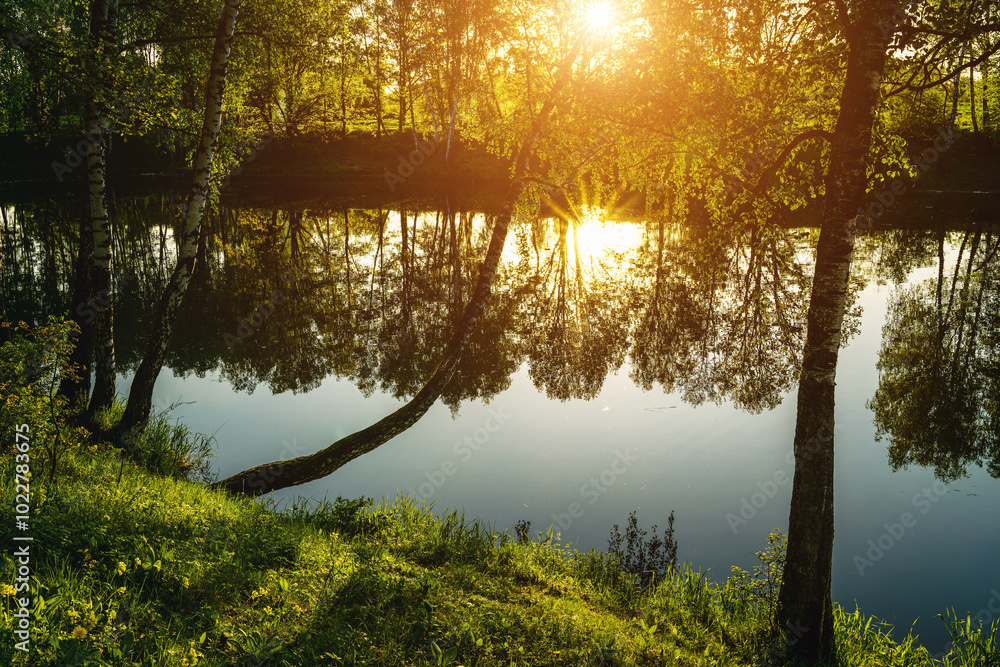 Obraz premium Sunrise or sunset near the pond with birches on a sunny summer day. Vintage film aesthetic.