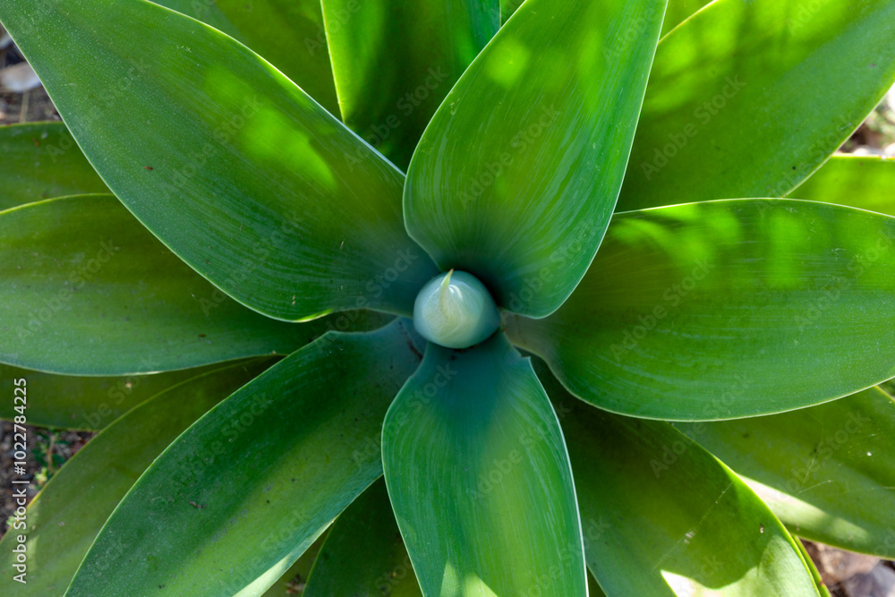 Desert Agave close up in California desert Desert Agave close up in California desert