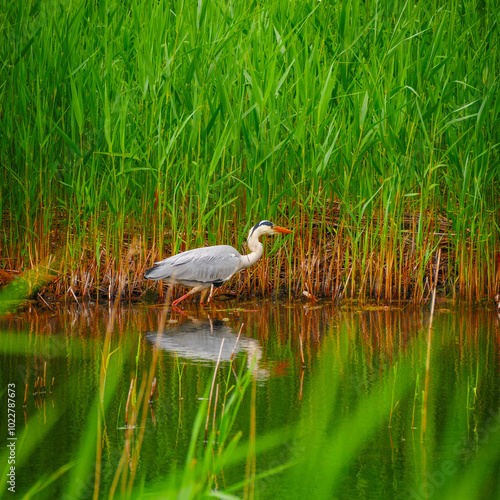 The Great blue heron (Ardea herodias) at the Cardiff Bay Wetlands.