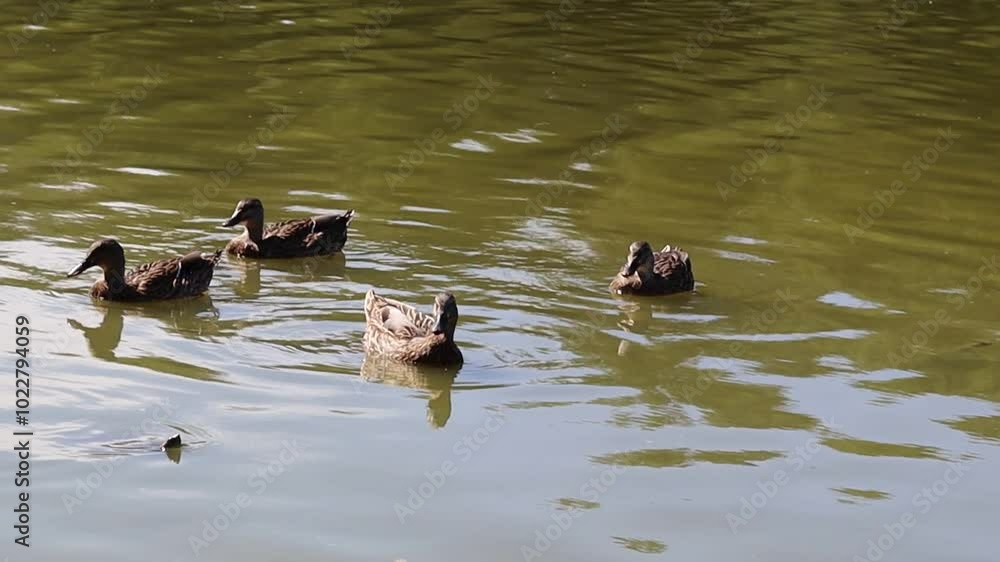 Mallard Ducks and Other Waterfowl Swimming in a Calm Lake, Displaying Natural Behavior in Tranquil Waters, Perfect for Wildlife Photography, Bird Watching, and Ornithological Studies in Their Natural Mallard Ducks and Other Waterfowl Swimming in a Calm Lake, Displaying Natural Behavior in Tranquil Waters, Perfect for Wildlife Photography, Bird Watching, and Ornithological Studies in Their Natural