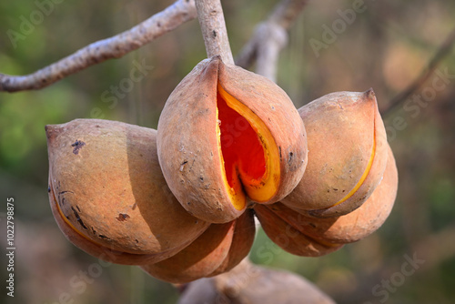 Copaiba Tree Fruits with Bright Orange Interior