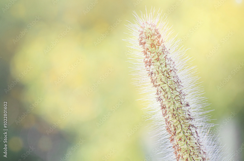 Poaceae grass flowers of winter meadow of Korea. Poaceae grass flowers of winter meadow of Korea.