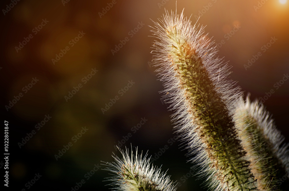 Poaceae grass flowers of winter meadow of Korea. Poaceae grass flowers of winter meadow of Korea.