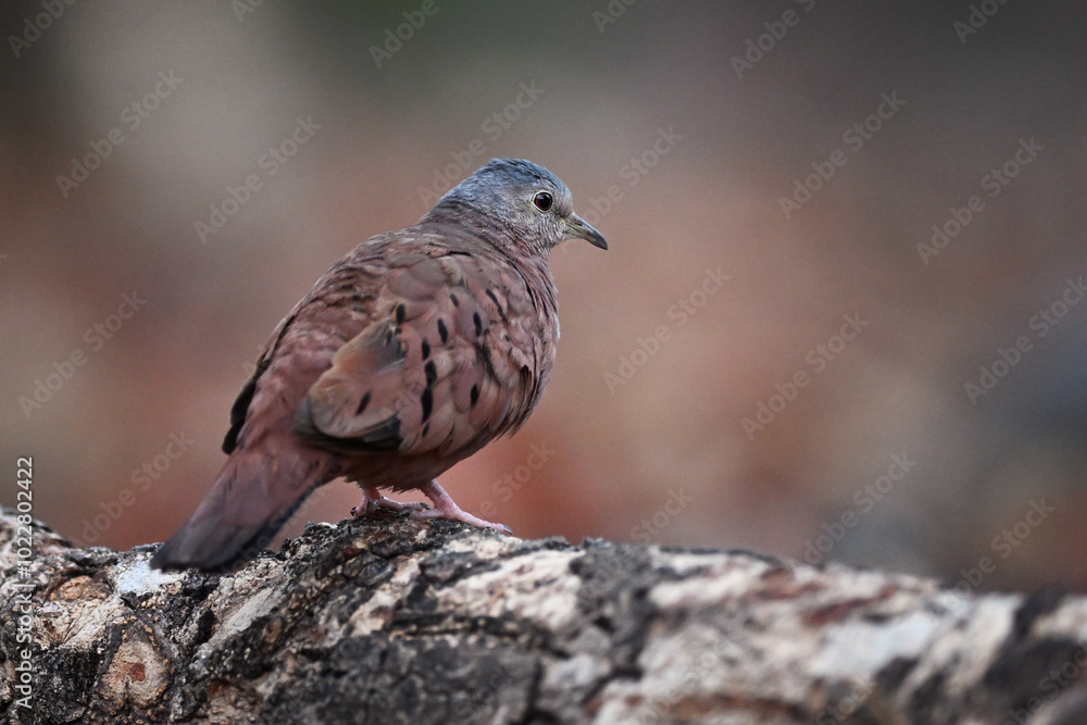 Ruddy Ground Dove Perched on Log in Soft, Earth-Toned Atmosphere Ruddy Ground Dove Perched on Log in Soft, Earth-Toned Atmosphere