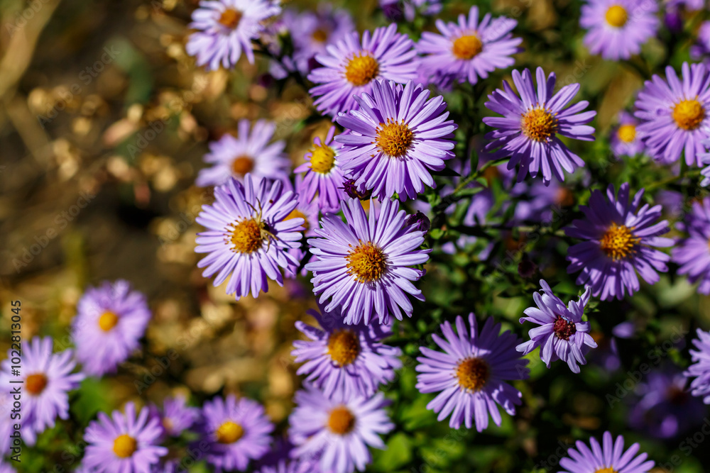 Aster daisy in mid-autumn. The purple flower attracts bees. Aster daisy in mid-autumn. The purple flower attracts bees.