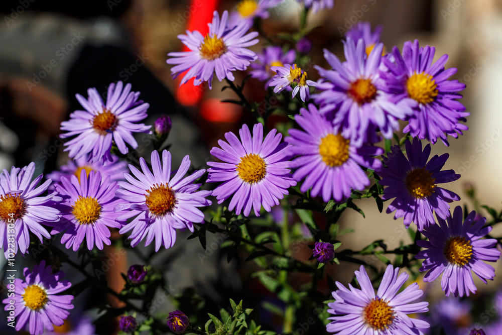 Aster daisy in mid-autumn. The purple flower attracts bees. Aster daisy in mid-autumn. The purple flower attracts bees.