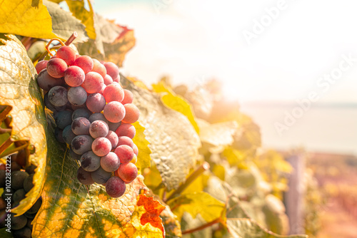 wine grape on sunny field with beautiful lake Balaton view photo