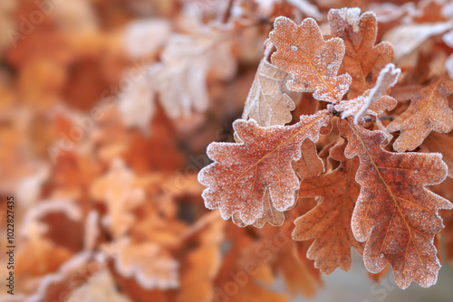 A beautiful close-up shot of frost-covered oak leaves on a frosty December morning.