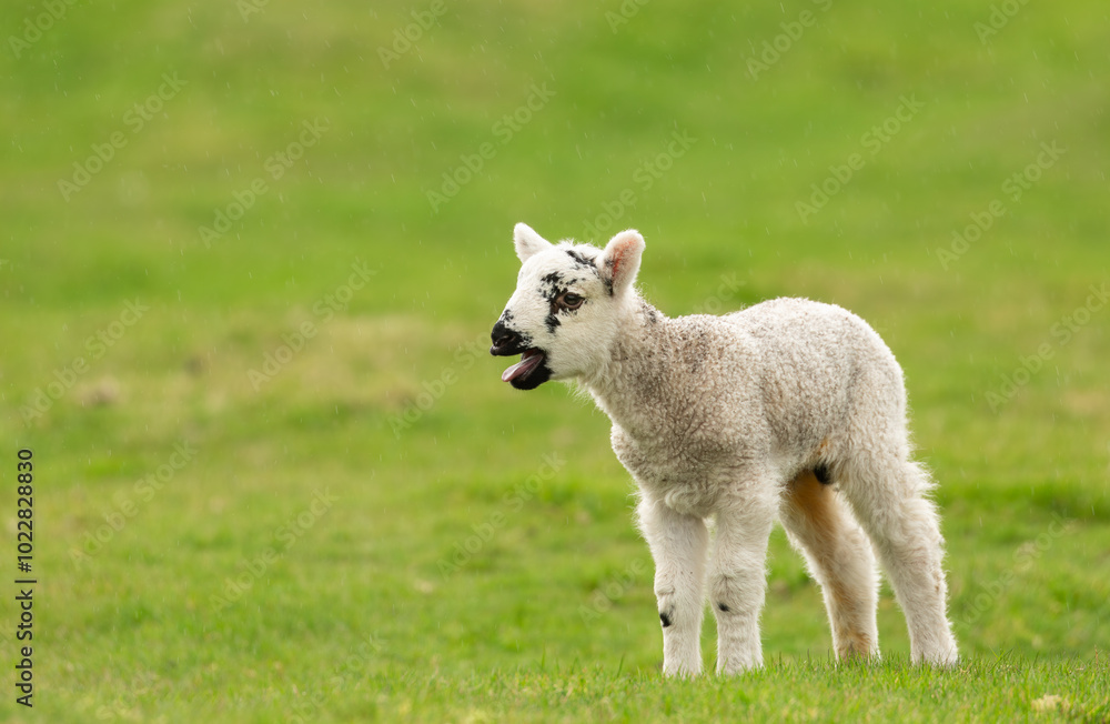 Obraz premium Lamb in Springtime. Young mule lamb in the rain, bleating for his mother with his mouth open, facing left. Yorkshire Dales, UK. Clean, green background, horizontal.